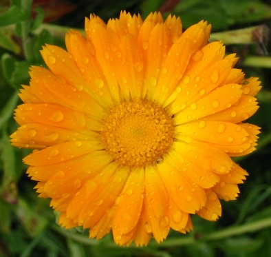 Calendula%202.jpg