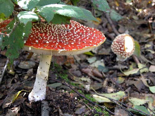 agaricus.jpg